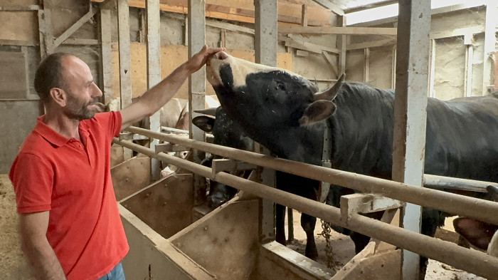 Düzce'de 1 tonluk dana 200 bin liraya satıldı