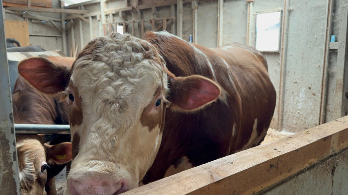 Düzce'de 1 tonluk dana 200 bin liraya satıldı