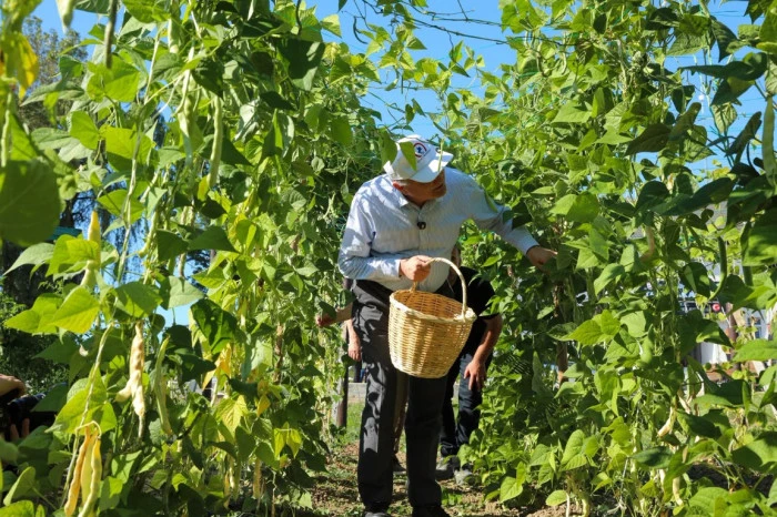 İLK HASADI BAŞKAN &Ouml;ZL&Uuml; YAPTI