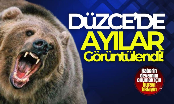 Ayılar böyle görüntülendi