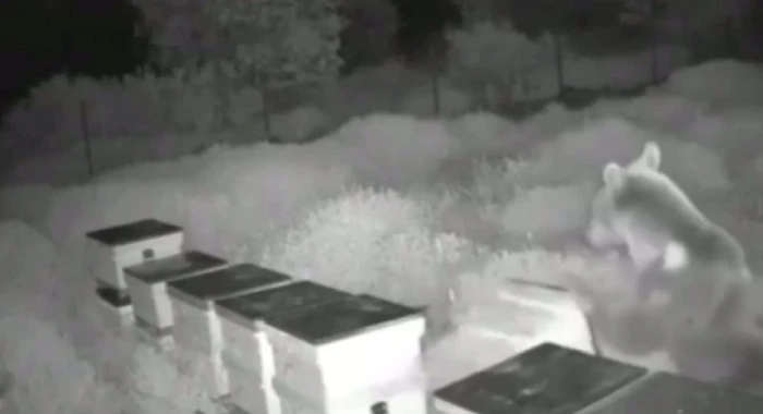 Yığılca'da Ayılar arı kovanlarını parçalayıp balları yedi