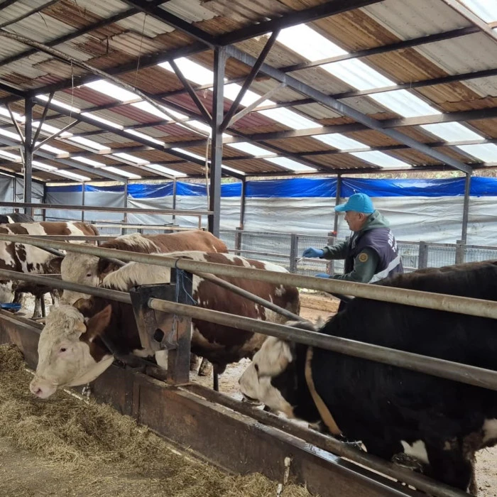 D&uuml;zce&rsquo;de ekipler hayvan sağlığı i&ccedil;in sahada..