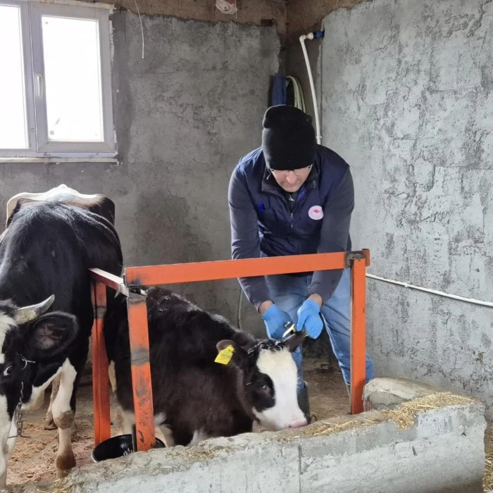 D&uuml;zce&rsquo;de ekipler hayvan sağlığı i&ccedil;in sahada..