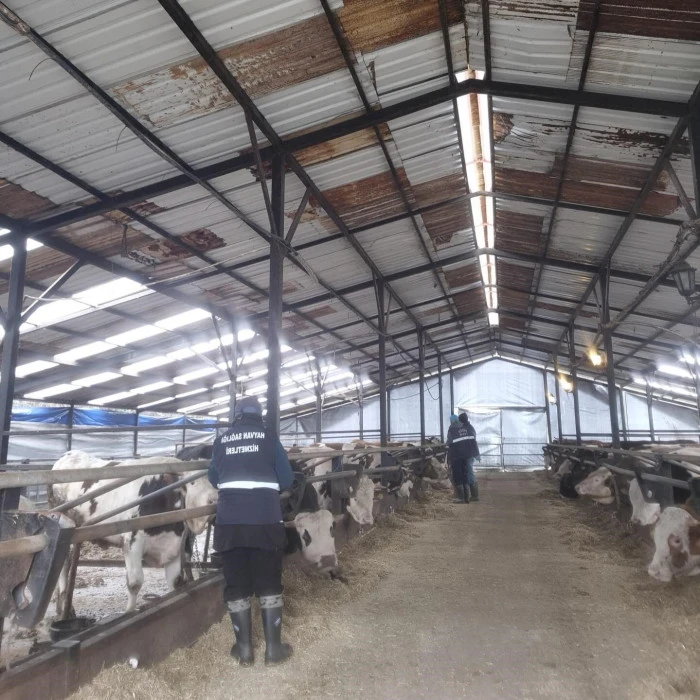 D&uuml;zce&rsquo;de ekipler hayvan sağlığı i&ccedil;in sahada..