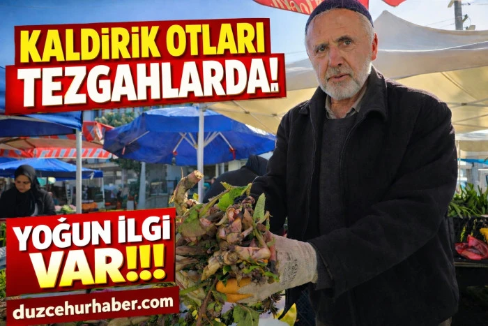 Şifa dağıtan kaldirik otu