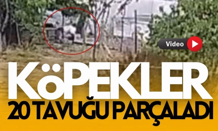 Bah&ccedil;edeki 20 Tavuk, K&ouml;peklerin Kurbanı Oldu