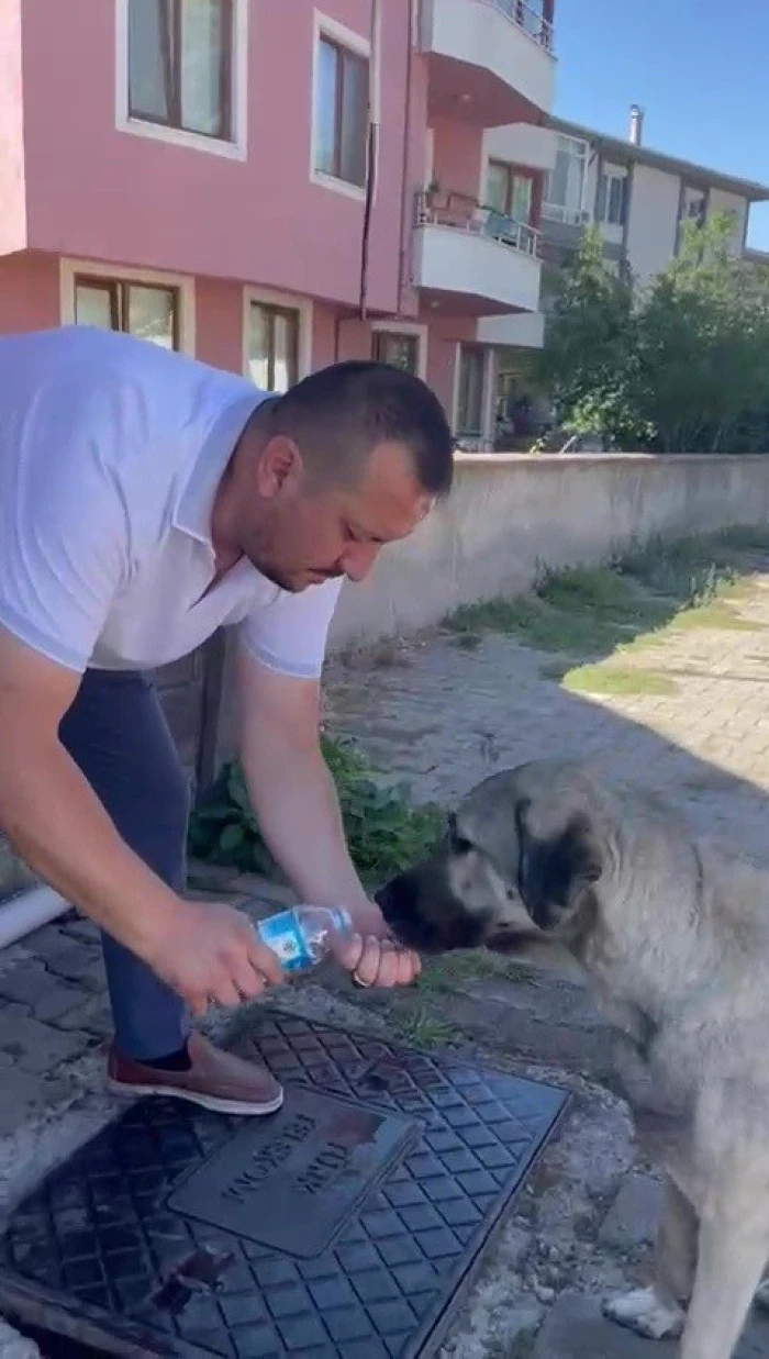 İnsancıl Muhtar Sokak Hayvanlarına Yardım Etti