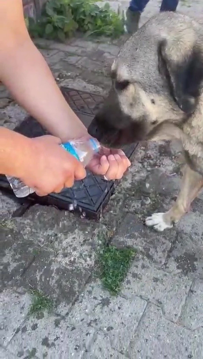 İnsancıl Muhtar Sokak Hayvanlarına Yardım Etti