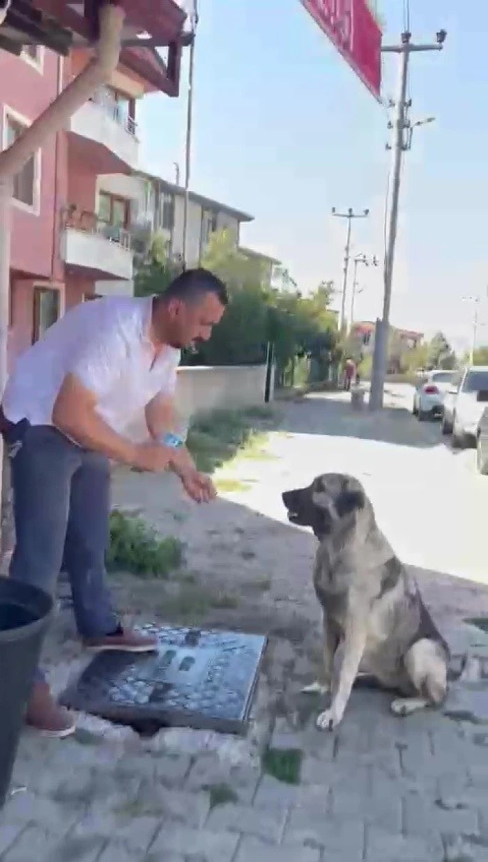 İnsancıl Muhtar Sokak Hayvanlarına Yardım Etti