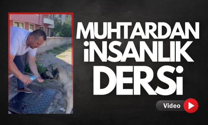 İnsancıl Muhtar Sokak Hayvanlarına Yardım Etti