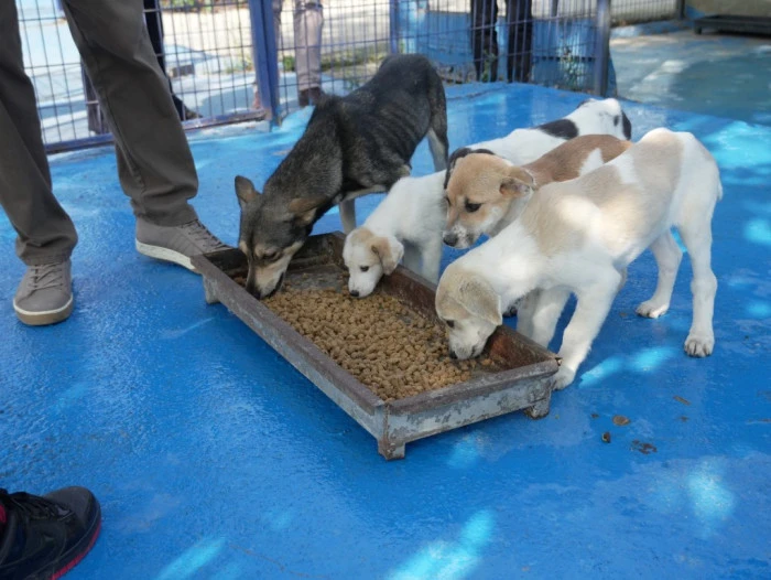 Mama &uuml;retim tesisi kuruldu