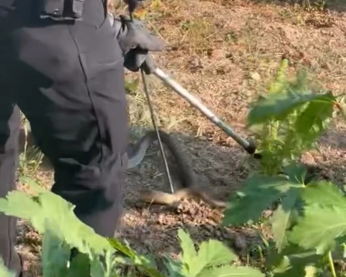 Düzce'de yılanı itfaiye yakaladı