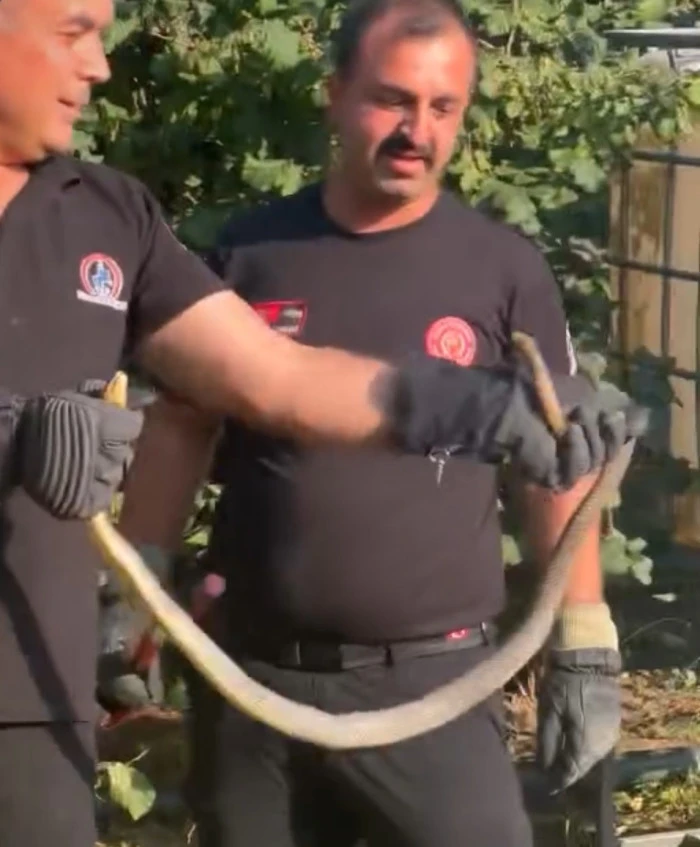 Düzce'de yılanı itfaiye yakaladı