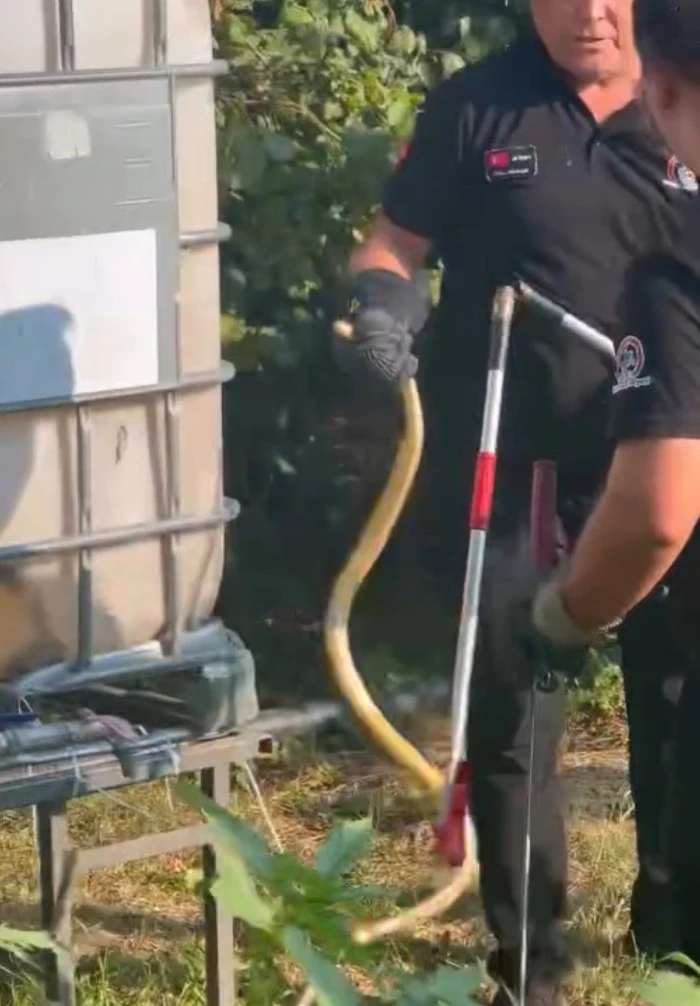 Düzce'de yılanı itfaiye yakaladı