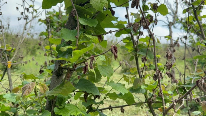 Fındık Kuruduktan Sonra Çiftçiler Gelecek Yıl İçin Endişeli