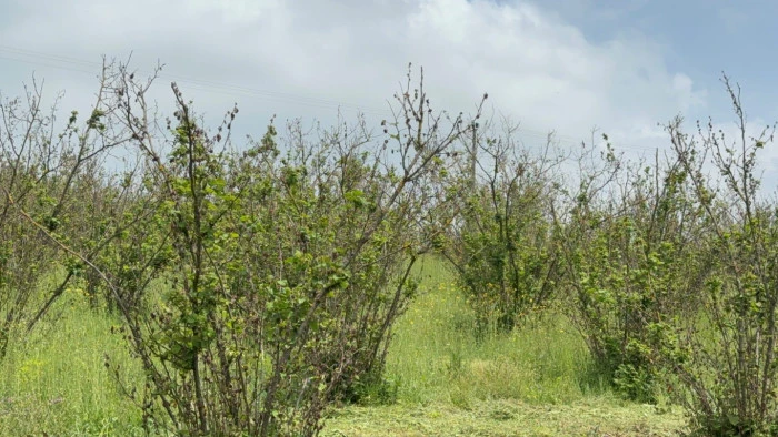 Fındık Kuruduktan Sonra Çiftçiler Gelecek Yıl İçin Endişeli