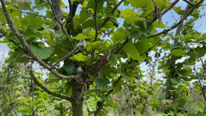 Fındık Kuruduktan Sonra Çiftçiler Gelecek Yıl İçin Endişeli