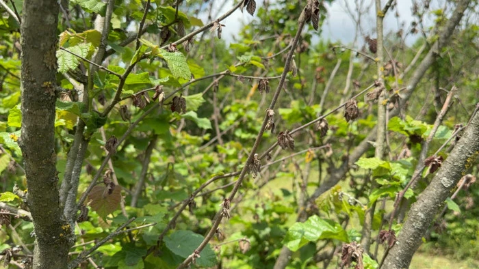 Fındık Kuruduktan Sonra Çiftçiler Gelecek Yıl İçin Endişeli