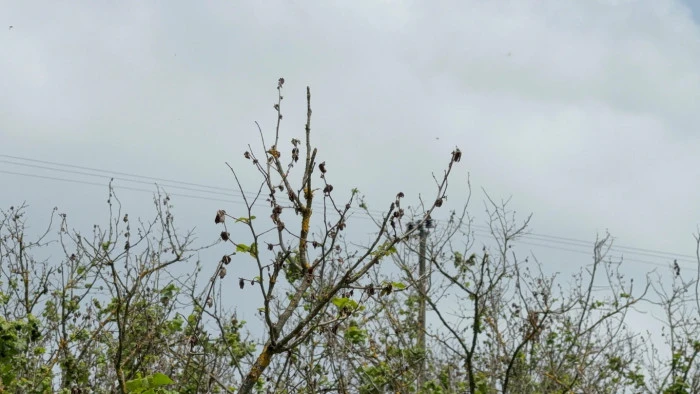 Fındık Kuruduktan Sonra Çiftçiler Gelecek Yıl İçin Endişeli