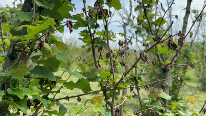 Fındık Kuruduktan Sonra Çiftçiler Gelecek Yıl İçin Endişeli