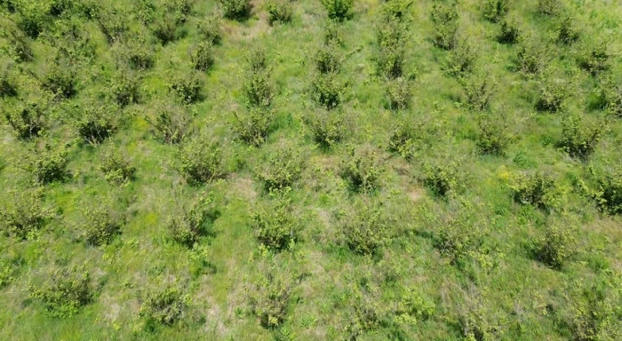 Fındık Kuruduktan Sonra Çiftçiler Gelecek Yıl İçin Endişeli