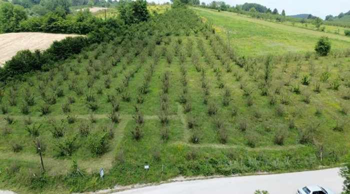 Fındık Kuruduktan Sonra Çiftçiler Gelecek Yıl İçin Endişeli