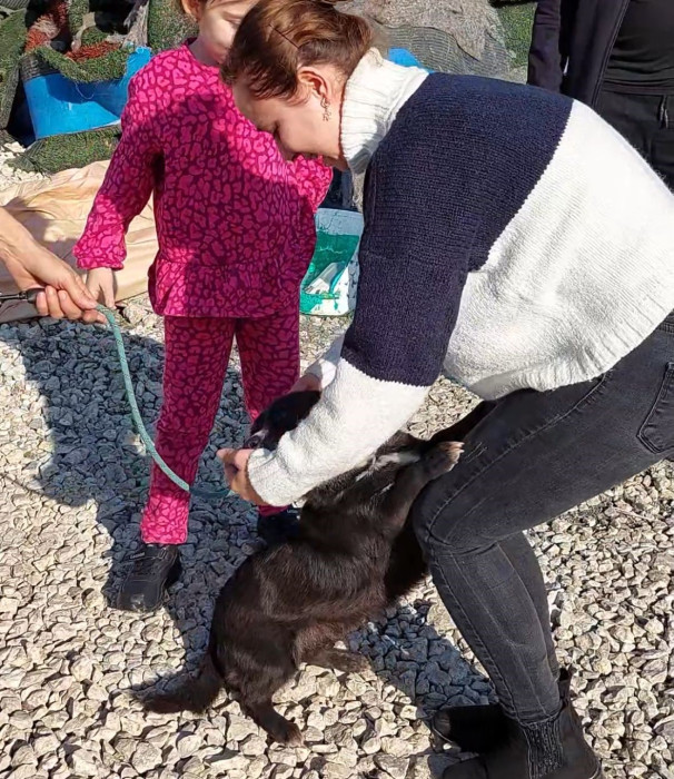 Düzce’den kaybolan köpek Edirne’de bulundu