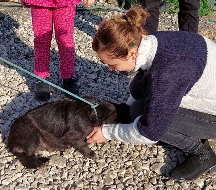 Düzce’den kaybolan köpek Edirne’de bulundu
