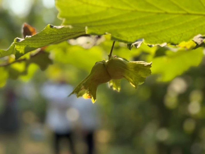 Düzce ilindi fındık hasadı başladı