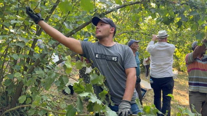 Düzce ilindi fındık hasadı başladı