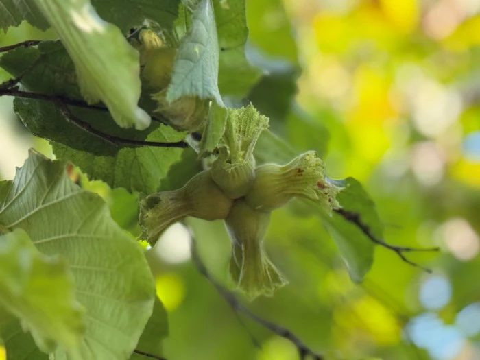 Düzce ilindi fındık hasadı başladı
