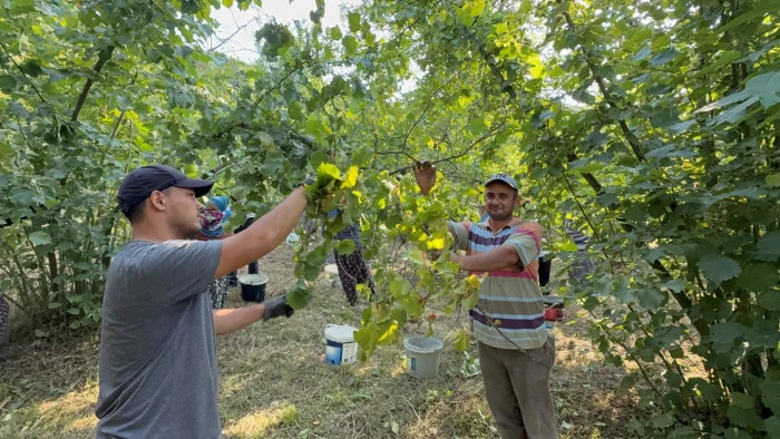 Düzce ilindi fındık hasadı başladı