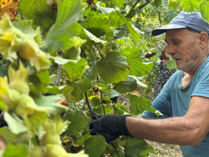 Düzce ilindi fındık hasadı başladı