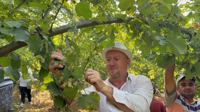 Düzce ilindi fındık hasadı başladı