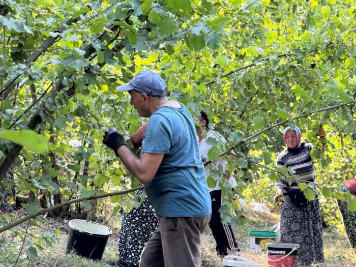 Düzce ilindi fındık hasadı başladı