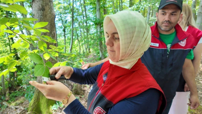Savaş&ccedil;ı arılar kahverengi kokarcalar i&ccedil;in salındı