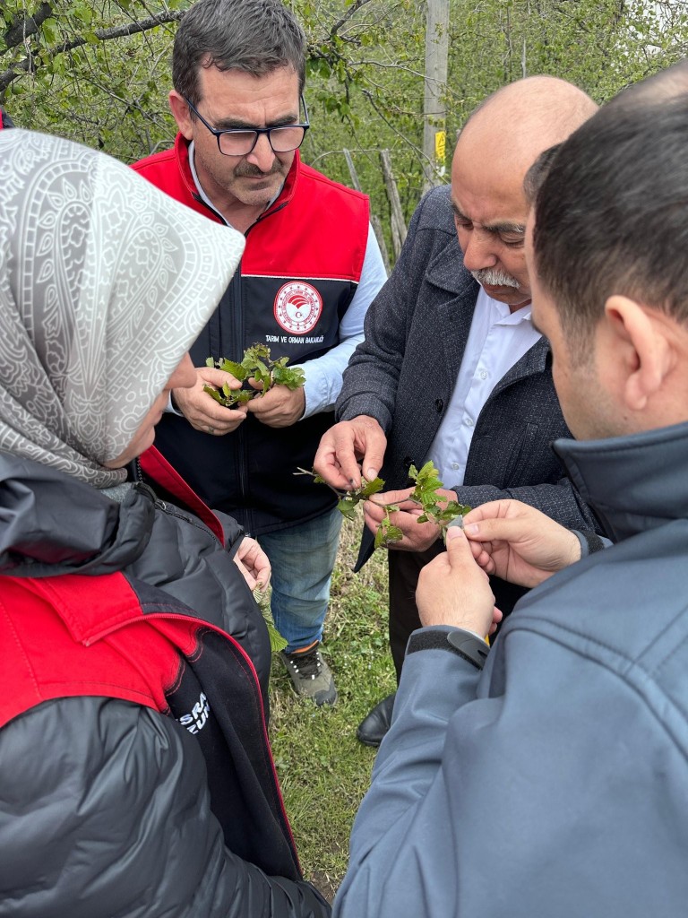 Fındık için hasar tespit çalışması başlatıldı!