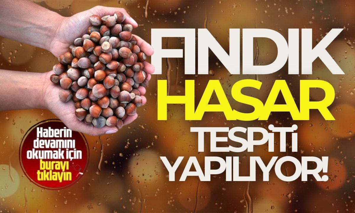 Fındık için hasar tespit çalışması başlatıldı!