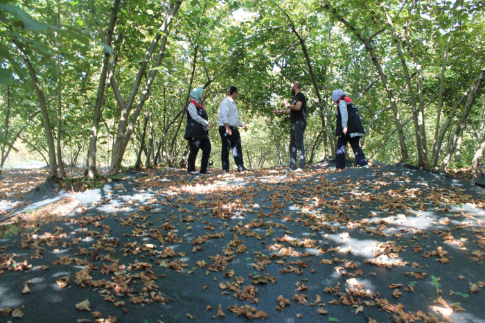 Fındık fileyle hasat maliyetleri düşürüyor! 2024