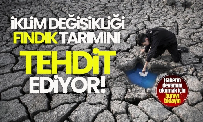 İklim değişikliği fındık tarımını tehdit ediyor