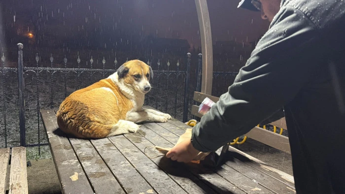 İHA Muhabiri Sokak Canlılarına Mama Verdi D&uuml;zce