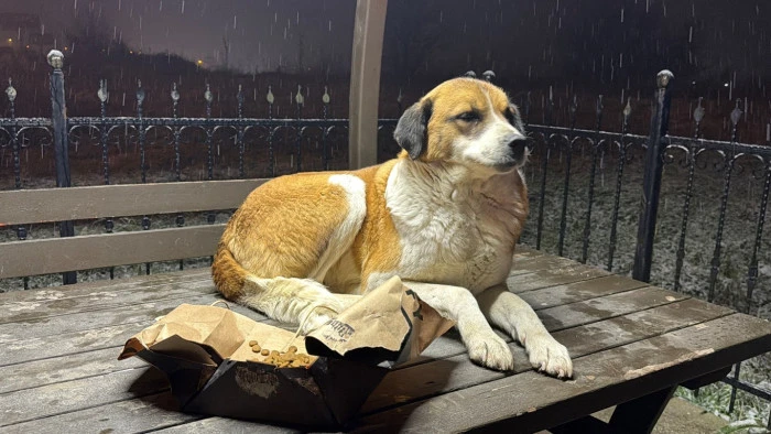 İHA Muhabiri Sokak Canlılarına Mama Verdi D&uuml;zce