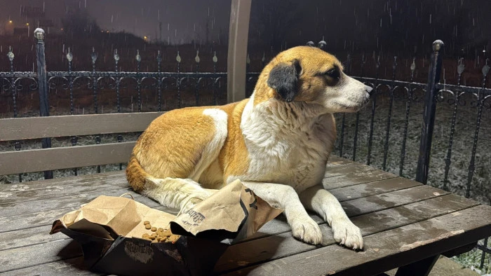 İHA Muhabiri Sokak Canlılarına Mama Verdi D&uuml;zce