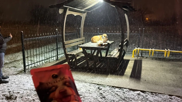 İHA Muhabiri Sokak Canlılarına Mama Verdi D&uuml;zce