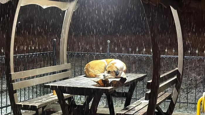 İHA Muhabiri Sokak Canlılarına Mama Verdi D&uuml;zce