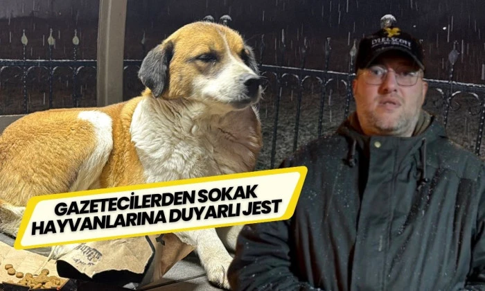 İHA Muhabiri Sokak Canlılarına Mama Verdi D&uuml;zce