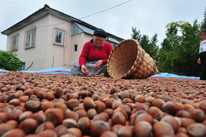 AB ülkelerine 12 bin 851 ton fındık