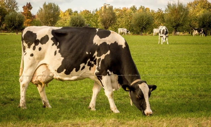 Kurban Hizmetlerinin Uygulanmasına Dair Tebliğ, Resmi Gazete'de