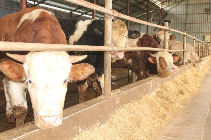 Düzce'de takip altına alındı