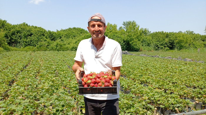 İdarecilik bıraktı kendini çileklere adadı